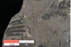 Foto (Detailansicht) von Acrostichites goeppertianus Sch. (NHMW-GEO-2024-0188-10525)